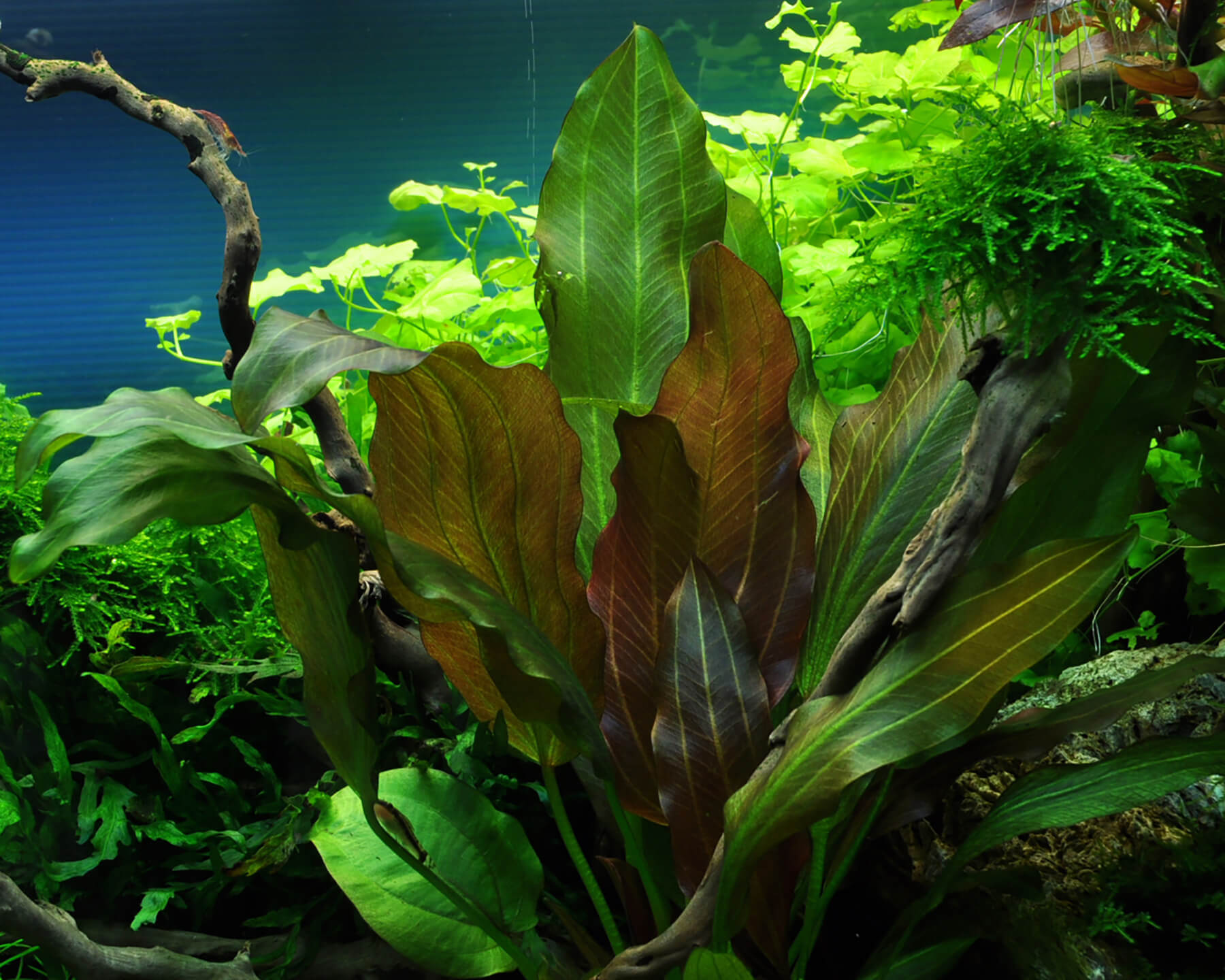 Echinodorus 'Reni'